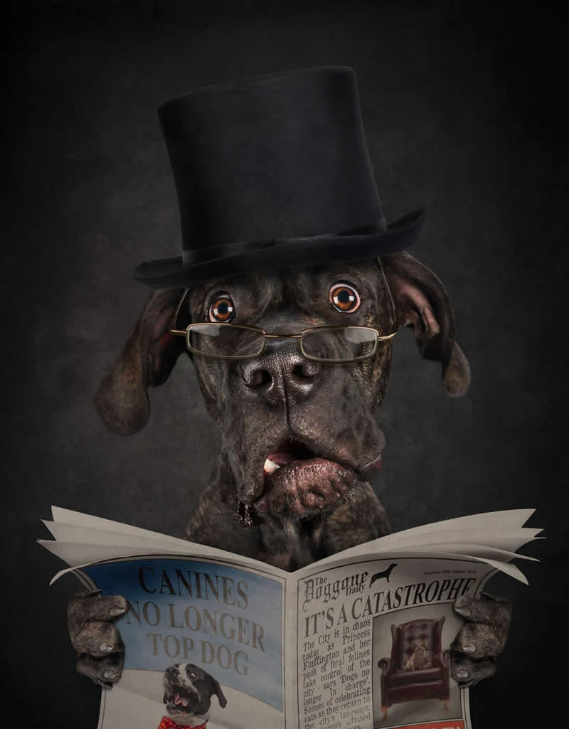 Open: It's A Catastrophe by Belinda Richards, Australia - Dog Photographer of the Year 2026 Winners