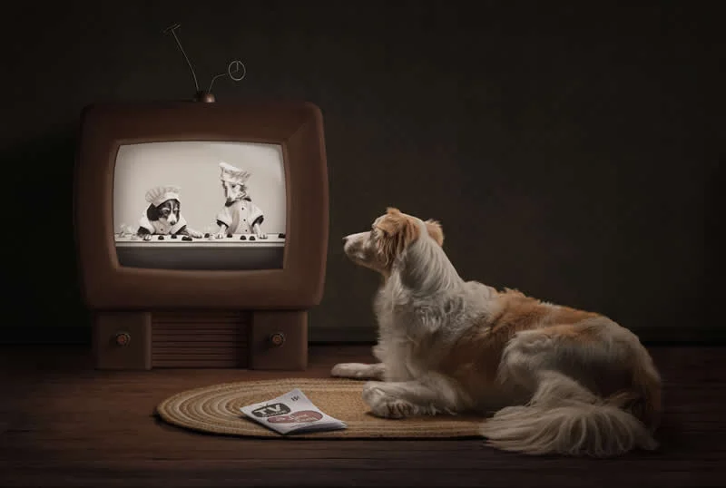 Open: I Love Lucy by Callie Soden, United States - Dog Photographer of the Year 2026 Winners