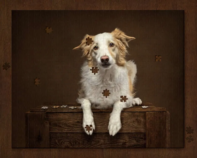 Open: Falling to Pieces by Callie Soden, United States - Dog Photographer of the Year 2026 Winners