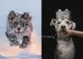 Dog Photographer of the Year 2026 Winners