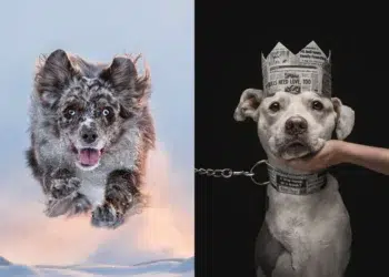 Dog Photographer of the Year 2026 Winners