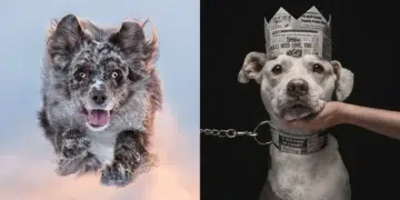 Dog Photographer of the Year 2026 Winners