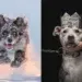 Dogs Steal the Spotlight: 45 Photos From the Dog Photographer of the Year 2026 Winners 91 Dog Photographer of the Year 2026 Winners