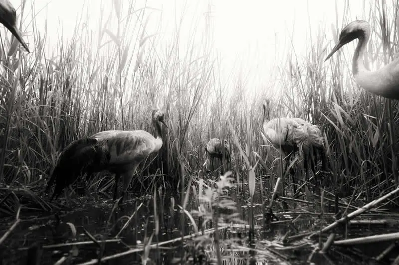 Winner: Secret paths by Jan Wieczorek (PL) - GDT European Wildlife Photography Awards 2026