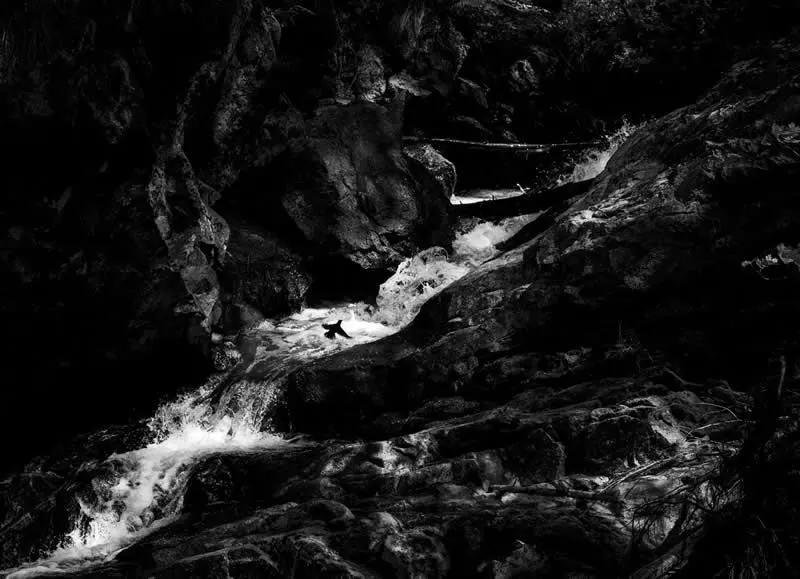 Runner up: National bird by Jonas Janss Haugli (NO) - GDT European Wildlife Photography Awards 2026