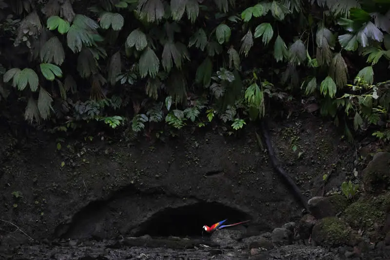 Honorable Mention: Amazonian refreshment by Thomas Kuhn (DE) - GDT European Wildlife Photography Awards 2026