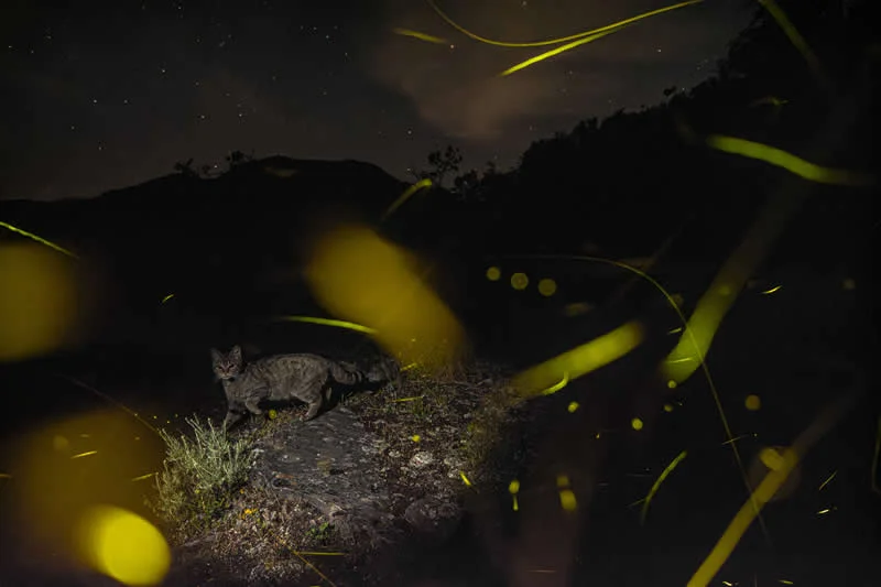 Winner: The cat and a thousand lanterns by Lorenzo Shoubridge (IT) - GDT European Wildlife Photography Awards 2026