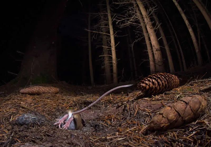 Runner up: Into the hole by Imre Poty&oacute; (HU) - GDT European Wildlife Photography Awards 2026