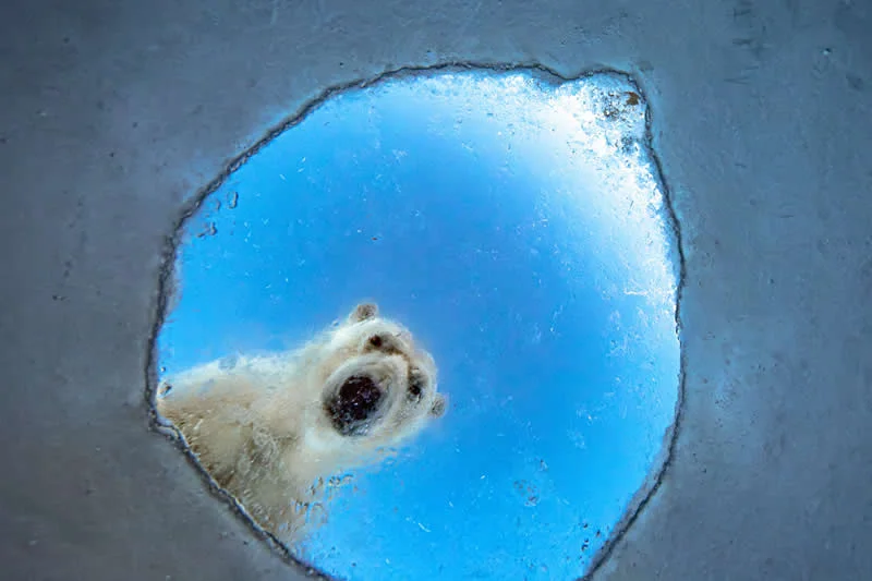 Honorable Mention: A seal&rsquo;s worst nightmare by Audun Rikardsen (NO) - GDT European Wildlife Photography Awards 2026