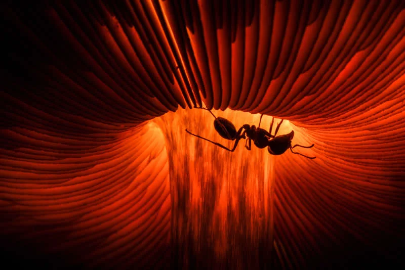 Honorable Mention: Microcosm by Agorastos Papatsanis (GR) - GDT European Wildlife Photography Awards 2026