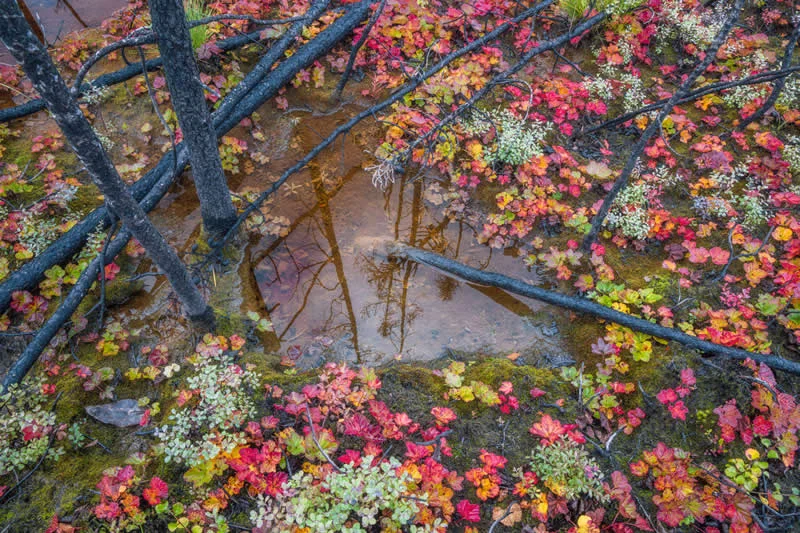 Winner: Forest at the edge by Fortunato Gatto (GB) - GDT European Wildlife Photography Awards 2026