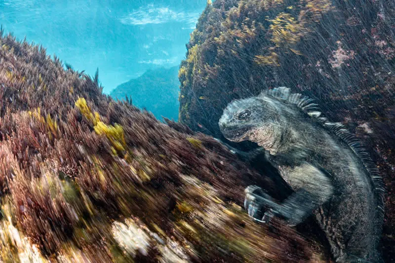 Runner up: Turbulent feeding patch by Henley Spiers (GB) - GDT European Wildlife Photography Awards 2026