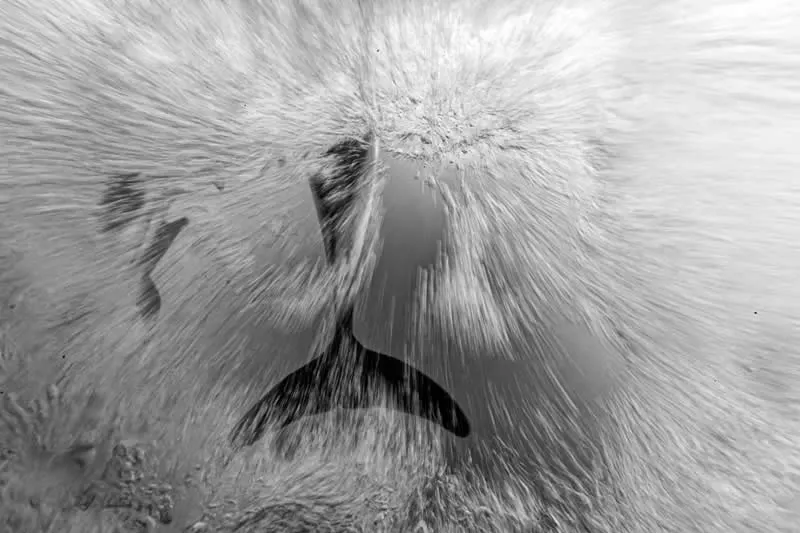Honorable Mention: At the heart of the wave by Guenard Bruno (FR) - GDT European Wildlife Photography Awards 2026