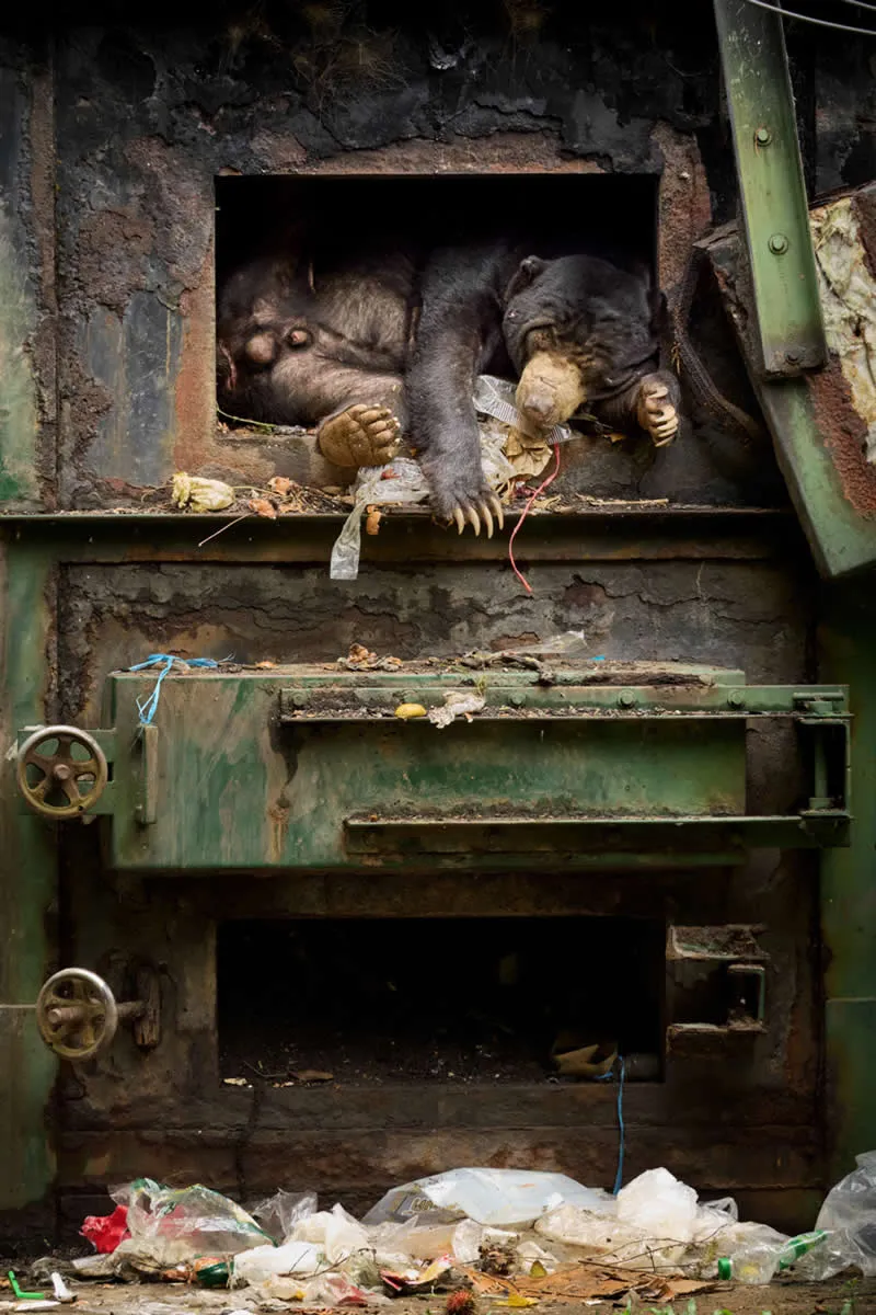Winner: Evolution by Petr Bambousek (CZ) - GDT European Wildlife Photography Awards 2026