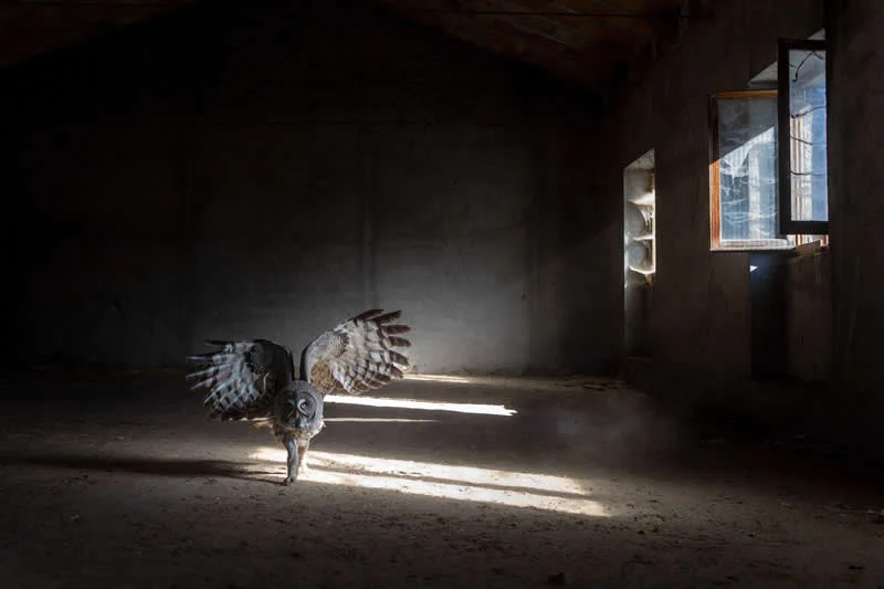 Honorable Mention: Deceptive mercy by Aubry Schaefer (FR) - GDT European Wildlife Photography Awards 2026