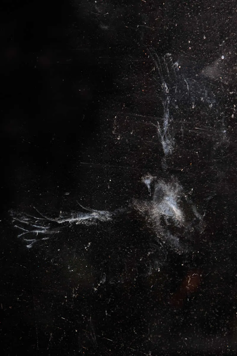 The fragility of life by Grzegorz Stachera (PL) - GDT European Wildlife Photography Awards 2026