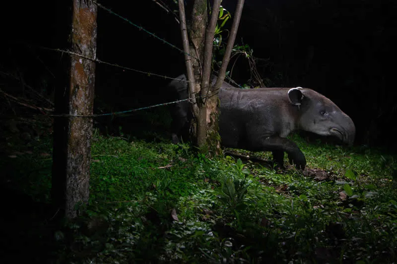 Tales of the forest keepers by Michiel van Noppen (NL) - GDT European Wildlife Photography Awards 2026