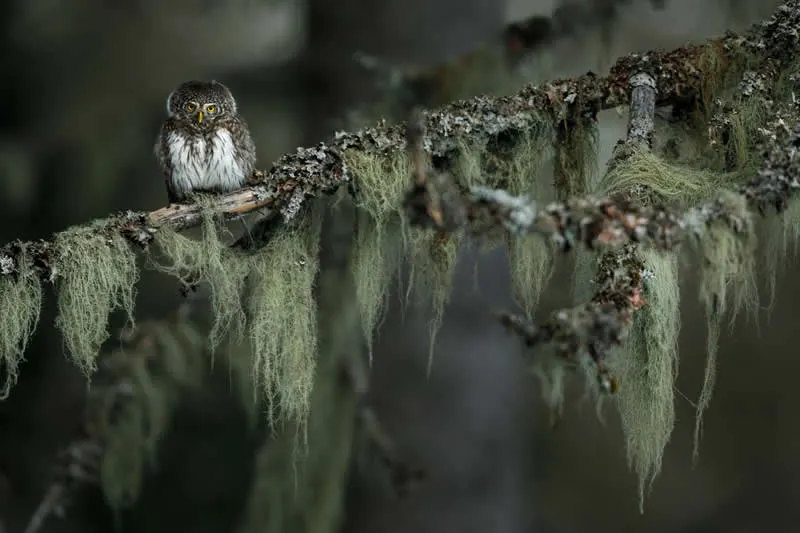 The magic of the Nordic wilderness by Tobias Gjerde (NO) - GDT European Wildlife Photography Awards 2026