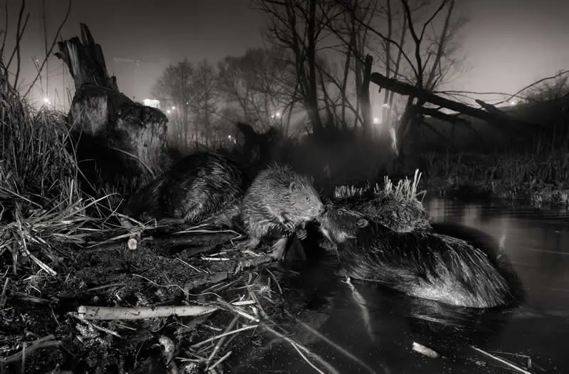 Winner: Urban beavers by Jan Wieczorek (PL) - GDT European Wildlife Photography Awards 2026