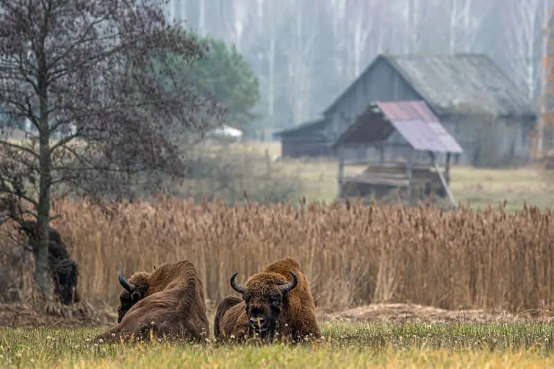 Peaceful European bison by Fabian Thorand (DE) - GDT European Wildlife Photography Awards 2026