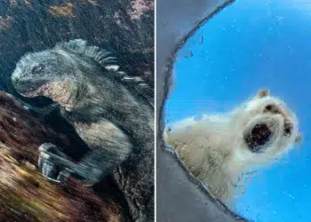 GDT European Wildlife Photography Awards 2026