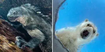 GDT European Wildlife Photography Awards 2026