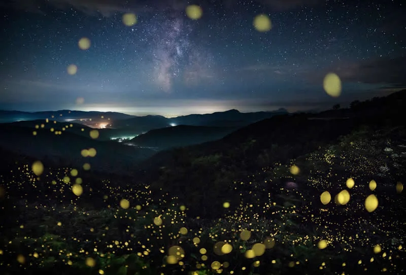 Winner: Hotarubi - Summer Fairies by Kazuaki Koseki - LensCulture Photobook Prize 2026 Winners