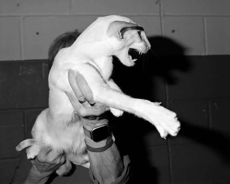 Shortlisted: Other Joys by Alice Poyzer - LensCulture Photobook Prize 2026 Winners