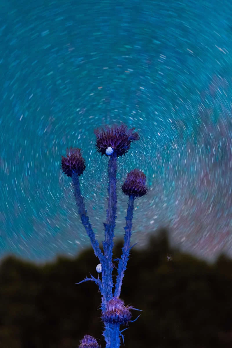 Finalist: Metamorphosis by Claudia Fuggetti - LensCulture Photobook Prize 2026 Winners