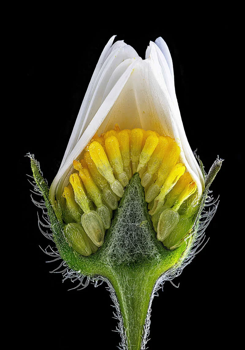 42 Award-Winning Photos From Nikon Small World Photomicrography Competition Reveal a Hidden Universe 49 5th Place: Inner structure of a closed daisy by Michael Crutchley - Nikon Small World Photomicrography Competition Winners