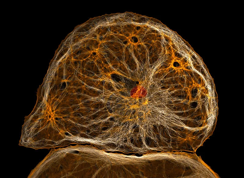 42 Award-Winning Photos From Nikon Small World Photomicrography Competition Reveal a Hidden Universe 53 9th Place: Dedifferentiated liver endothelial cell by Dr. Francisco Lázaro-Diéguez - Nikon Small World Photomicrography Competition Winners