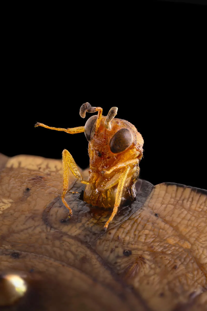 42 Award-Winning Photos From Nikon Small World Photomicrography Competition Reveal a Hidden Universe 54 10th Place: A parasitoid wasp (Conura sp.) emerging from a butterfly chrysalis (Opsiphanes sp.) by Michael Parra Puentes - Nikon Small World Photomicrography Competition Winners