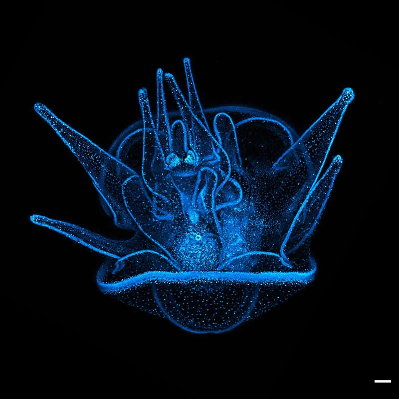42 Award-Winning Photos From Nikon Small World Photomicrography Competition Reveal a Hidden Universe 55 11th Place: 20 day old sea urchin larva with blue fluorescent nuclei by Svenja Carolin Kling - Nikon Small World Photomicrography Competition Winners