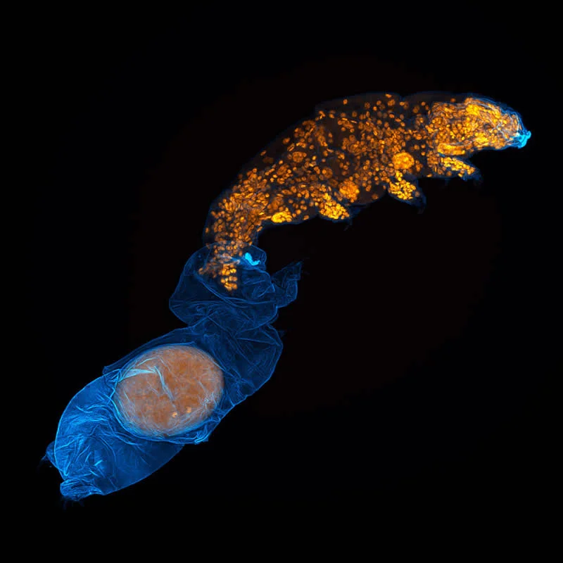 42 Award-Winning Photos From Nikon Small World Photomicrography Competition Reveal a Hidden Universe 56 12th Place: A tardigrade molting and laying an egg in the old skin by Dr. Gonzalo Quiroga Artigas - Nikon Small World Photomicrography Competition Winners