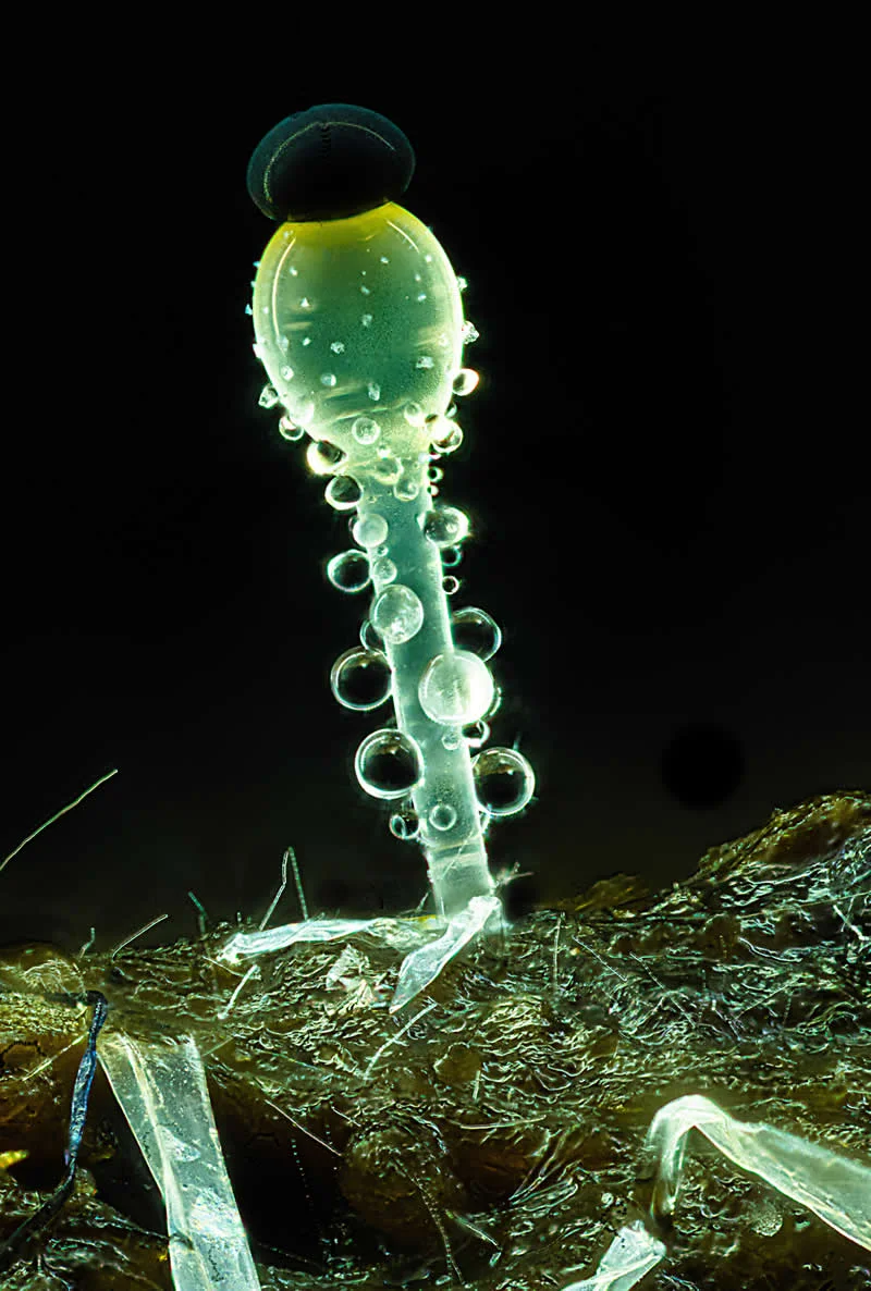 42 Award-Winning Photos From Nikon Small World Photomicrography Competition Reveal a Hidden Universe 58 14th Place: Pilobolus fungi on sheep dung by Michael Crutchley - Nikon Small World Photomicrography Competition Winners