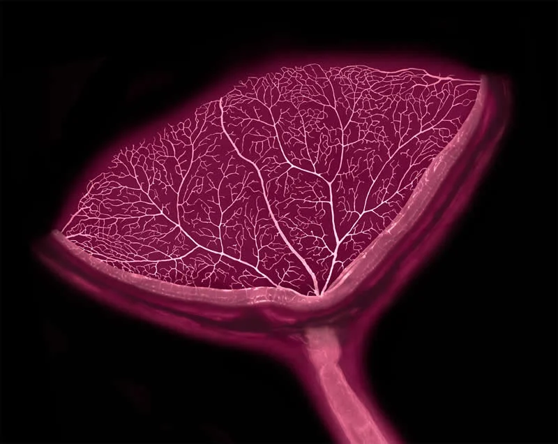 42 Award-Winning Photos From Nikon Small World Photomicrography Competition Reveal a Hidden Universe 63 19th Place: Cross-section of a mouse eye showing retinal blood vessels and the optic nerve by Satu Paavonsalo & Dr. Sinem Karaman - Nikon Small World Photomicrography Competition Winners