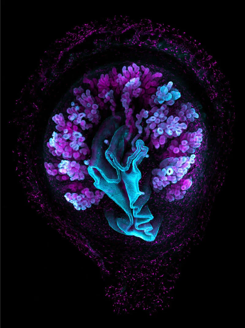 42 Award-Winning Photos From Nikon Small World Photomicrography Competition Reveal a Hidden Universe 65 Mouse (Mus musculus) uterus exhibiting epithelial gland structures by Claire J Ang - Nikon Small World Photomicrography Competition Winners