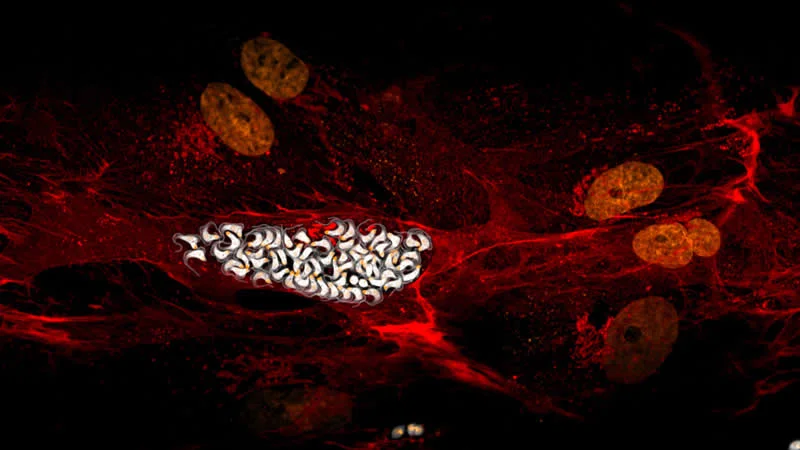 42 Award-Winning Photos From Nikon Small World Photomicrography Competition Reveal a Hidden Universe 66 A nest of intracellular parasites (Trypanosoma cruzi), growing inside human fibroblasts by Richard Atherton - Nikon Small World Photomicrography Competition Winners
