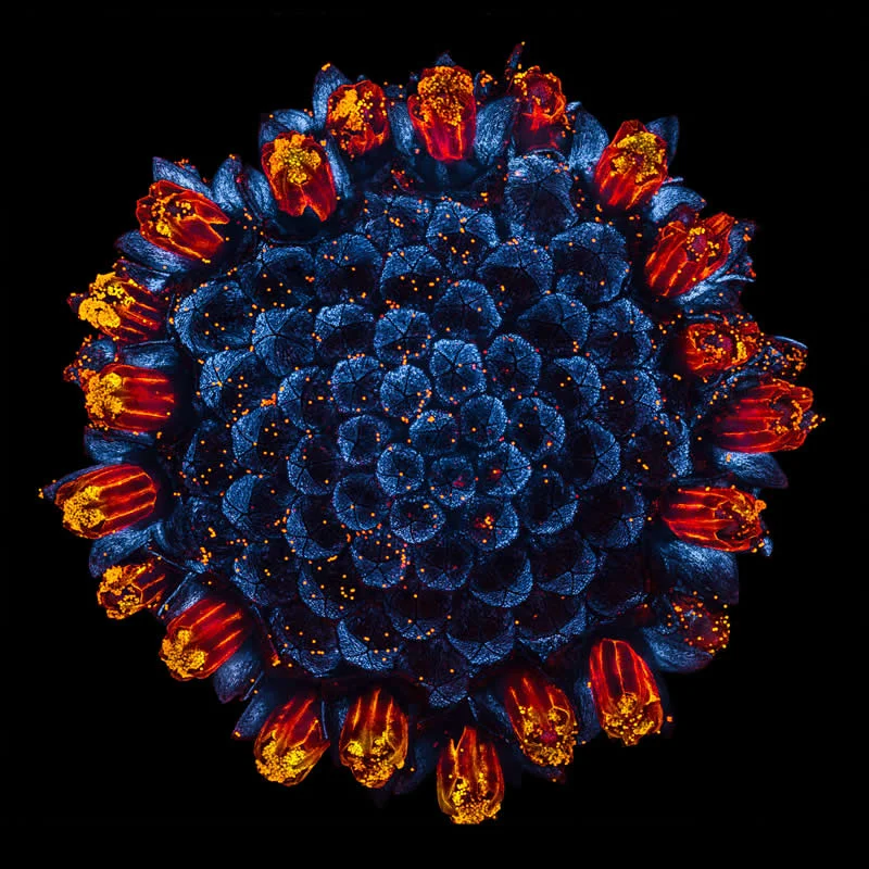 42 Award-Winning Photos From Nikon Small World Photomicrography Competition Reveal a Hidden Universe 68 A common daisy flower head (Bellis perennis) glowing with its natural autofluorescence by Jan Martinek - Nikon Small World Photomicrography Competition Winners