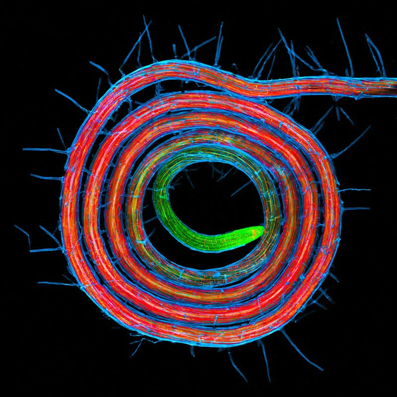 42 Award-Winning Photos From Nikon Small World Photomicrography Competition Reveal a Hidden Universe 69 An Arabidopsis root coil by Jan Martinek - Nikon Small World Photomicrography Competition Winners