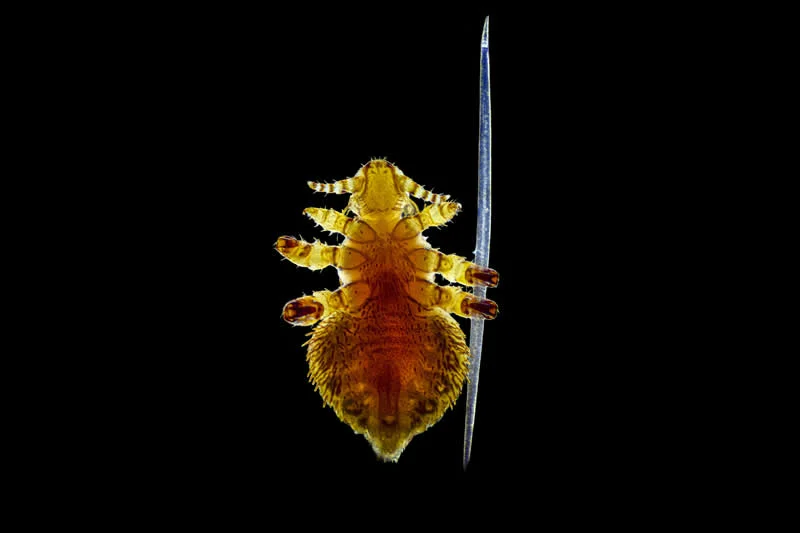 42 Award-Winning Photos From Nikon Small World Photomicrography Competition Reveal a Hidden Universe 71 Seal louse (Antarctophthirus sp.) gripping a single seal hair by Brandon Antonio Segura Torres, Priscilla Vieto Bonilla, Paula Alejandra Olivera - Nikon Small World Photomicrography Competition Winners