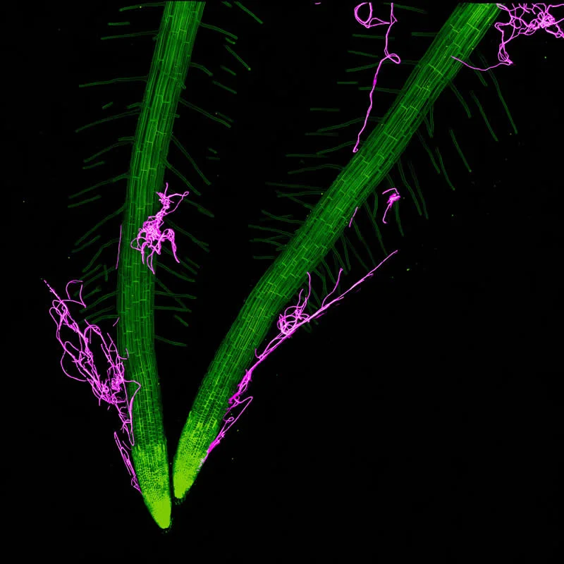 42 Award-Winning Photos From Nikon Small World Photomicrography Competition Reveal a Hidden Universe 72 Live plant roots (Arabidopsis thaliana, green) colonized by bacteria (Bacillus thuringiensis, magenta) by Dr. Kevin Y Shih - Nikon Small World Photomicrography Competition Winners