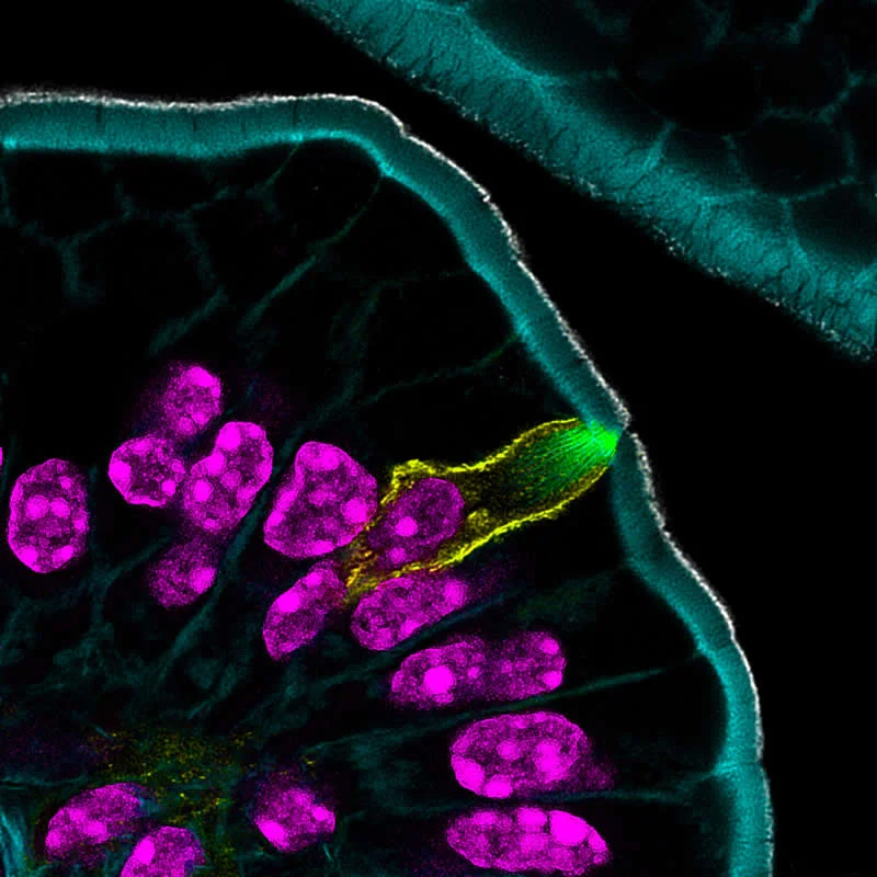 42 Award-Winning Photos From Nikon Small World Photomicrography Competition Reveal a Hidden Universe 78 Intestinal tuft cell by Dr. Amy Engevik - Nikon Small World Photomicrography Competition Winners