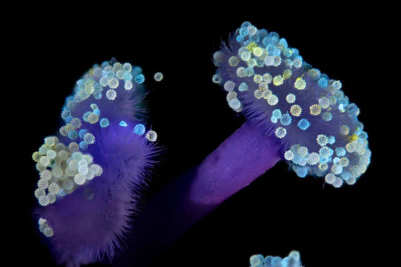 42 Award-Winning Photos From Nikon Small World Photomicrography Competition Reveal a Hidden Universe 80 Hibiscus flower with pollen by Frank Fox - Nikon Small World Photomicrography Competition Winners