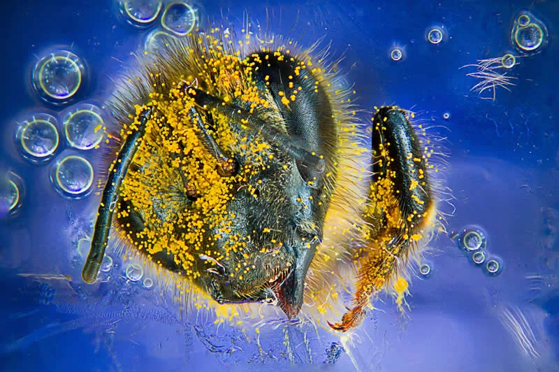 42 Award-Winning Photos From Nikon Small World Photomicrography Competition Reveal a Hidden Universe 81 Western honey bee (Apis mellifera) with pollen by Giuseppe Franchina - Nikon Small World Photomicrography Competition Winners