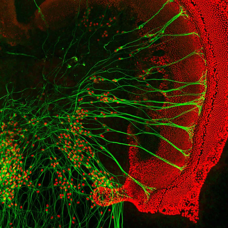 42 Award-Winning Photos From Nikon Small World Photomicrography Competition Reveal a Hidden Universe 82 Neurons connecting to sensory cells of the inner ear in culture by Dr. Stephen Freeman - Nikon Small World Photomicrography Competition Winners