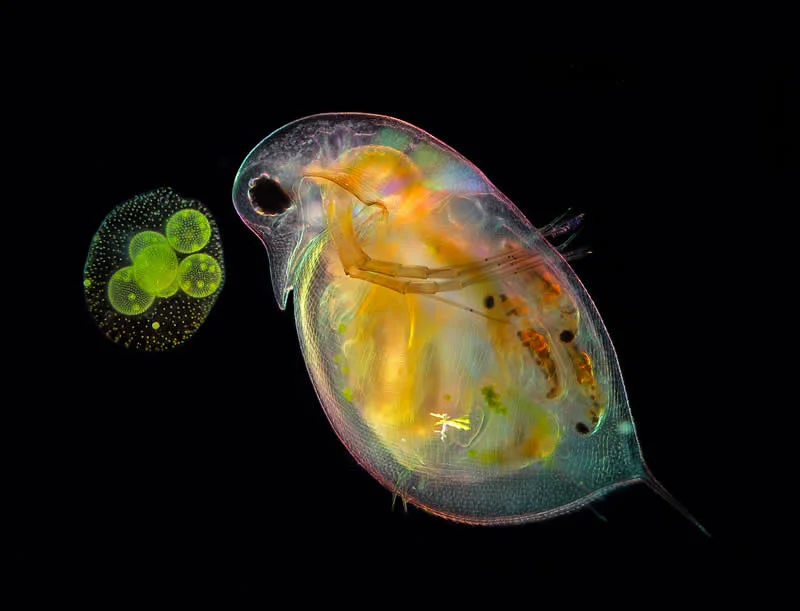 42 Award-Winning Photos From Nikon Small World Photomicrography Competition Reveal a Hidden Universe 83 Daphnia sp. (water flea) and Volvox sp. (green algae) by Anne Gleich - Nikon Small World Photomicrography Competition Winners