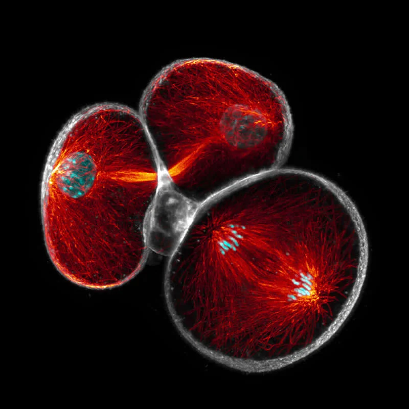 42 Award-Winning Photos From Nikon Small World Photomicrography Competition Reveal a Hidden Universe 86 Simultaneous cell division in a 2-cell mouse embryo by Blake Hernandez - Nikon Small World Photomicrography Competition Winners