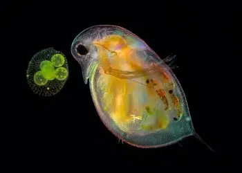 Award-Winning Photos From Nikon Small World Photomicrography Competition Reveal a Hidden Universe