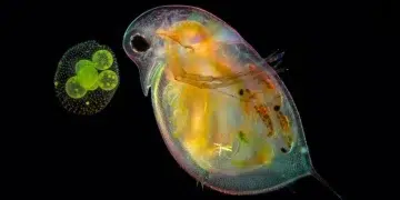 Award-Winning Photos From Nikon Small World Photomicrography Competition Reveal a Hidden Universe